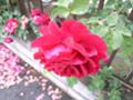 [はな]蘇りの薔薇