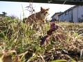 [ねこ]フェンス越しの攻防01