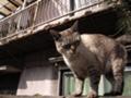 [ねこ]西新宿８丁目のねこ