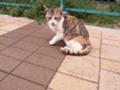 [ねこ]びくっ！