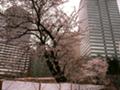 [新宿ノーザンウエスト]2007桜満開01