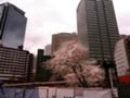 [新宿ノーザンウエスト]2007桜満開07