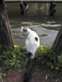 [ねこ]善福寺公園の水飲みねこ01