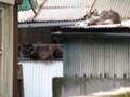 [ねこ]千駄ヶ谷ねこ溜まり