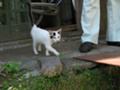 [散歩写真][S3IS][ねこ]三崎階段のちいさな美ねこ