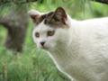 [散歩写真][S3IS][ねこ]城ヶ島公園のねこ02