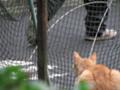 [ねこ]ネット越し03