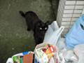 [ねこ]昼はダイタン01