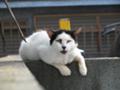 [ねこ]イイ顔、めぐりあい