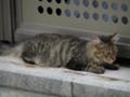 [ねこ]好対照のグリーンアイズ06