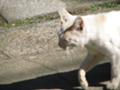[ねこ]よれたアイツと再会01