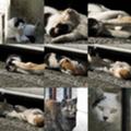 [ねこ]200803西新宿行にて