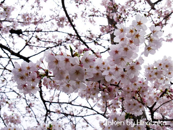 横浜エリアの桜の名所 大岡川 で快適なお花見を楽しもう 日ノ出町駅からすぐ 旅行と観光と時々バイク乗り