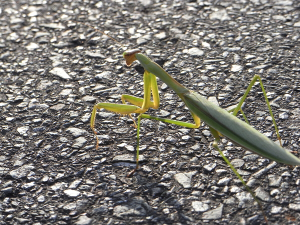 f:id:highrise:20111016160031j:image f:id:highrise:20111016160031j:image