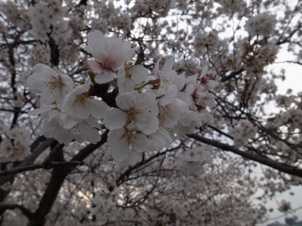 f:id:highrise:20130323153048j:image