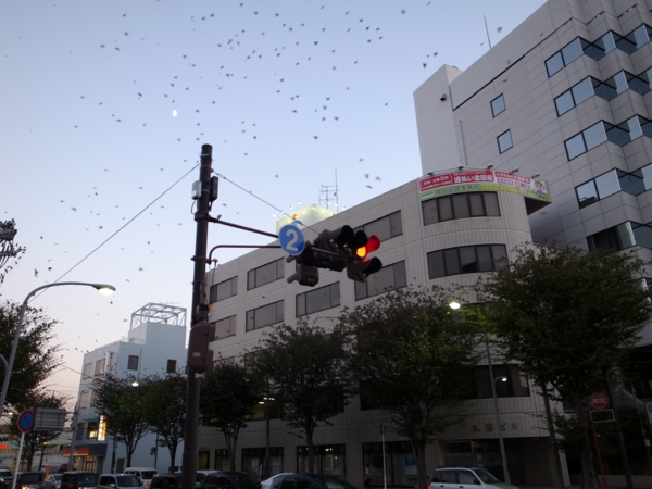 f:id:highrise:20131013170738j:image