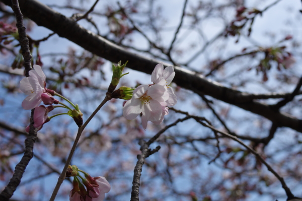 f:id:highrise:20150329104906j:image f:id:highrise:20150329104906j:image