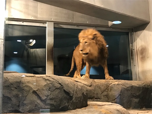 札幌 円山公園で 動いてるライオン を初めて見て この歳にしてライオンファンに メタラーまとんがハイソにやらかすようです