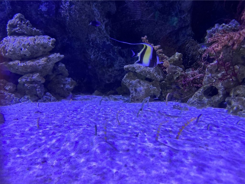 f:id:highso:20220618194013j:image