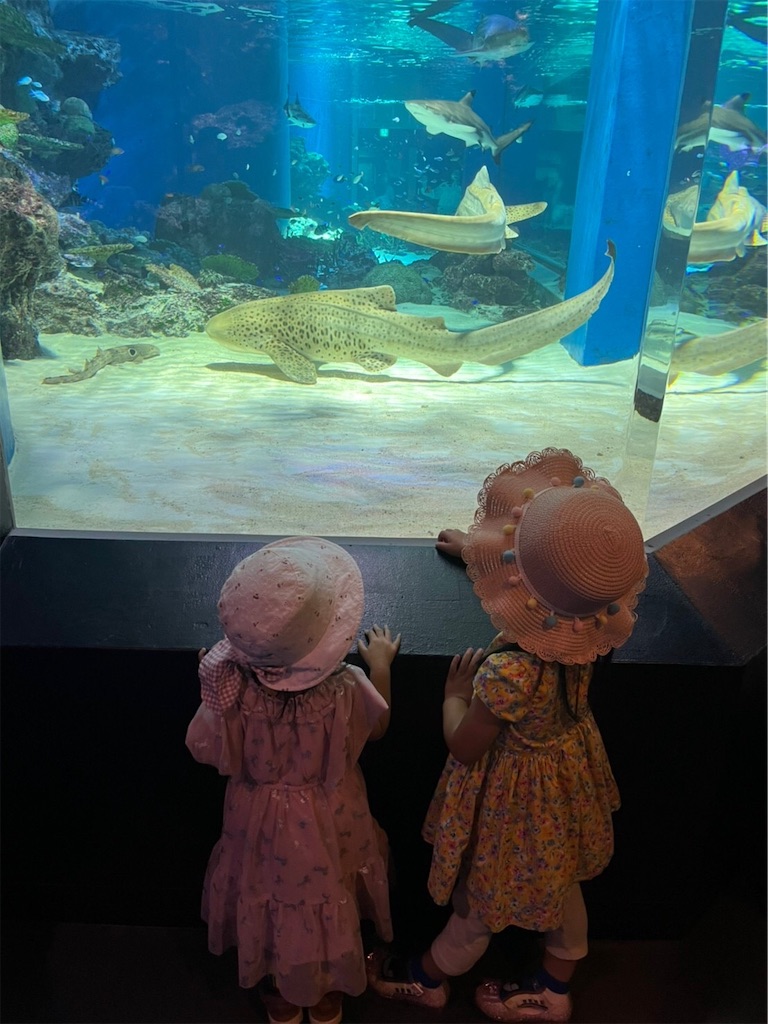 f:id:highso:20220618194016j:image