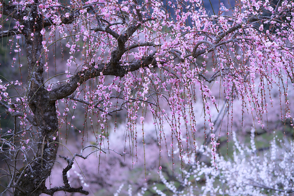 f:id:highwill_p:20190322215329j:plain f:id:highwill_p:20190322215329j:plain