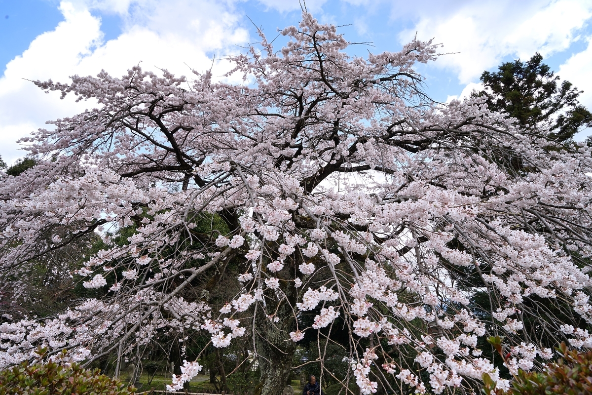 f:id:highwill_p:20190402181340j:plain f:id:highwill_p:20190402181340j:plain