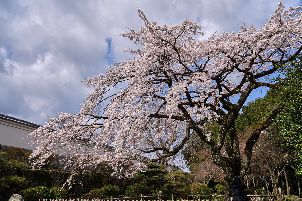 f:id:highwill_p:20190402181414j:plain f:id:highwill_p:20190402181414j:plain