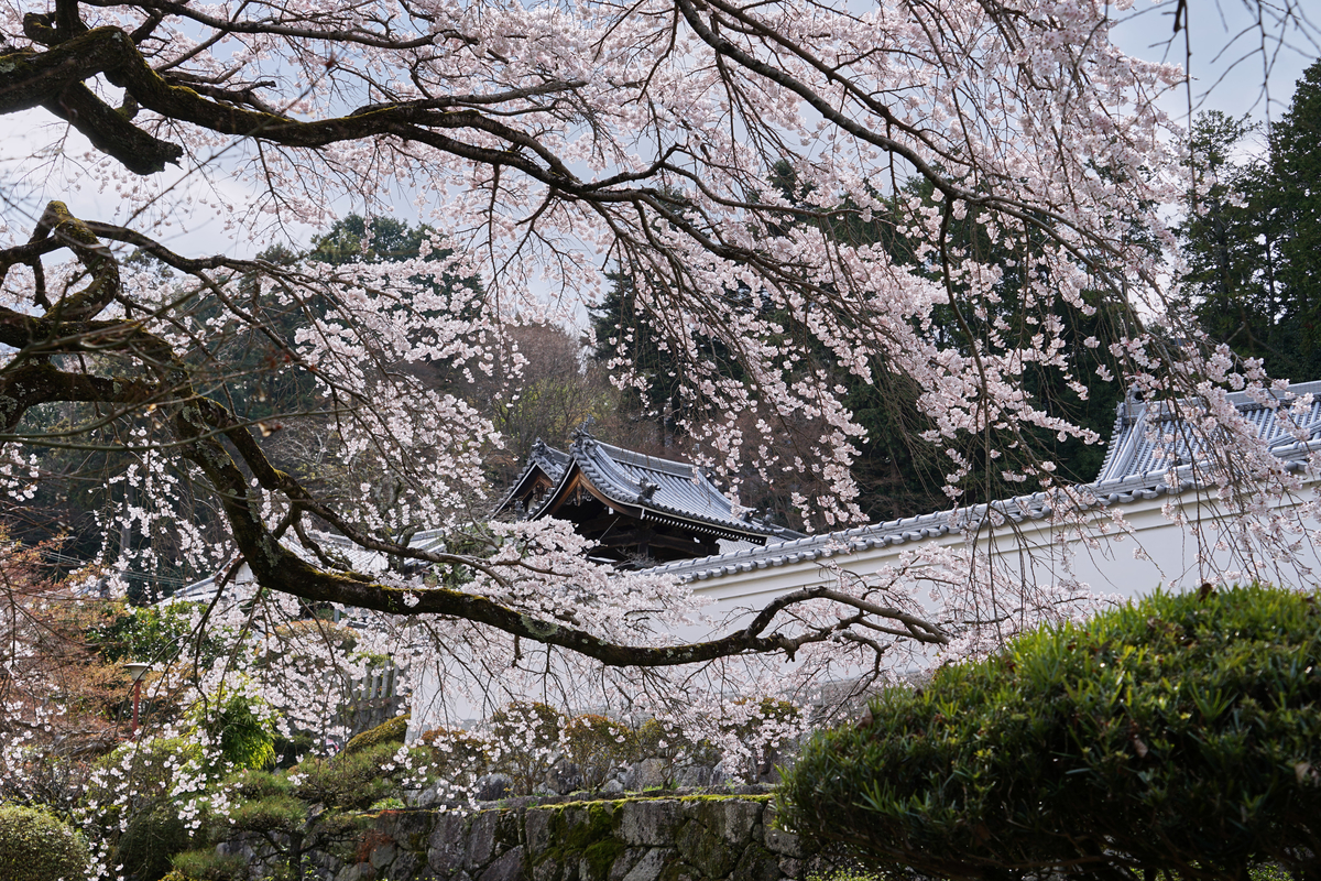 f:id:highwill_p:20190402181459j:plain f:id:highwill_p:20190402181459j:plain