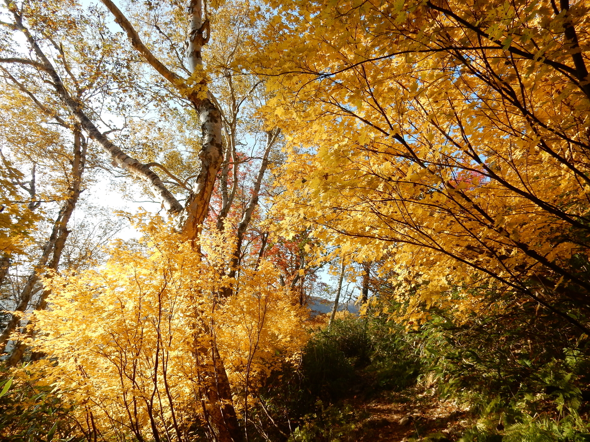 紅葉が終わりを迎えて 大雪高原温泉ヒグマ情報センター Blog
