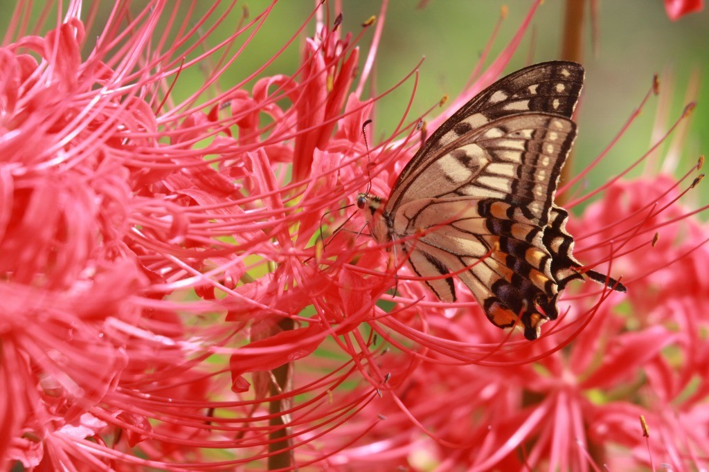 f:id:higurasias:20080921205534j:image:w650 f:id:higurasias:20080921205534j:image:w650