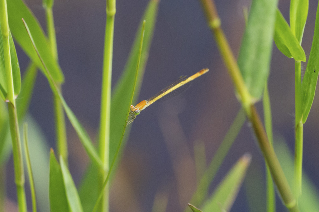 f:id:higurasias:20130619201512j:image:w650