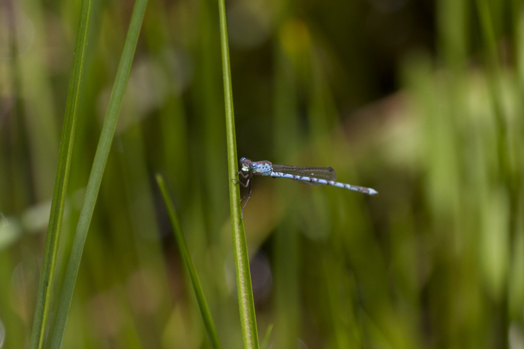 f:id:higurasias:20130619201513j:image:w650