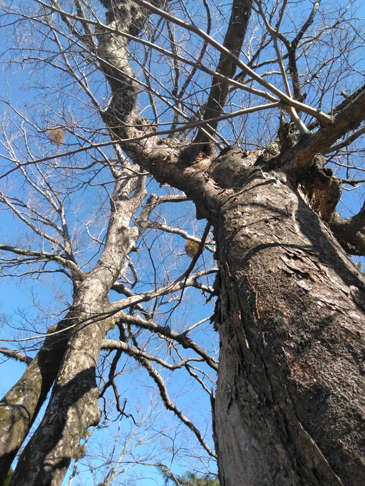 f:id:hihararara:20190114224718j:plain