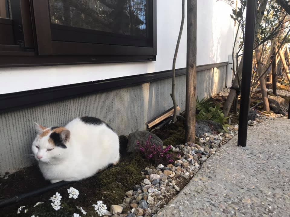 f:id:hihararara:20190207124549j:plain f:id:hihararara:20190207124549j:plain
