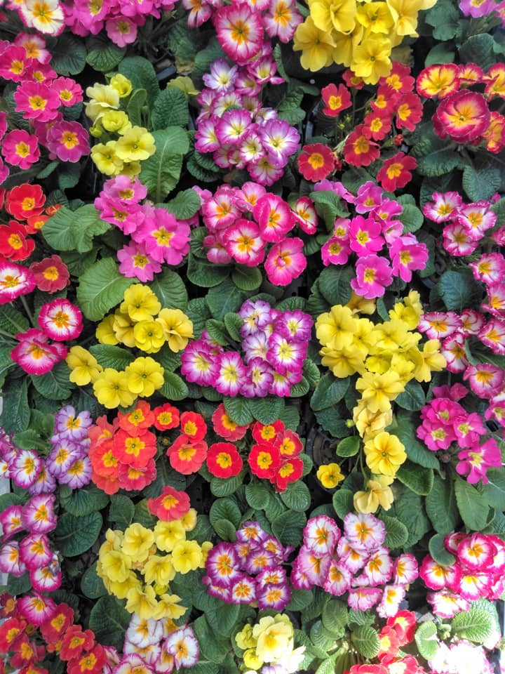 f:id:hihararara:20190212225944j:plain
