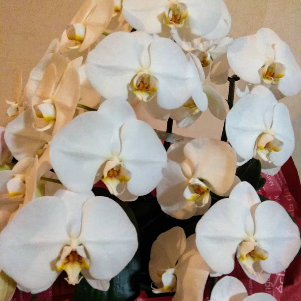f:id:hihararara:20190216225216p:plain