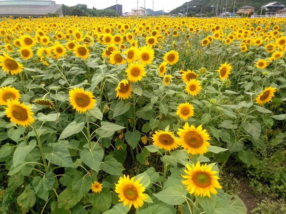 f:id:hihararara:20190710224055j:plain