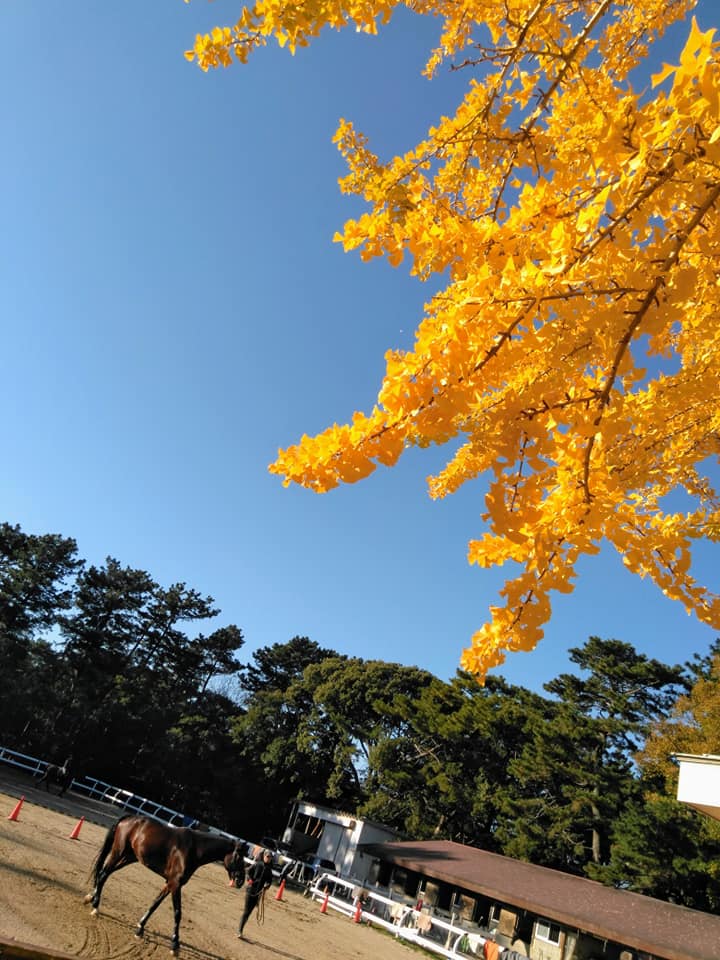 f:id:hihararara:20191203092055j:plain
