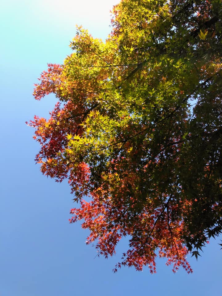 f:id:hihararara:20191203092127j:plain