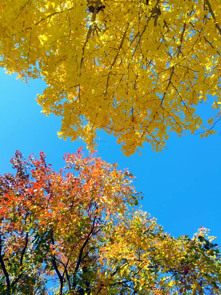 f:id:hihararara:20191213165939j:plain