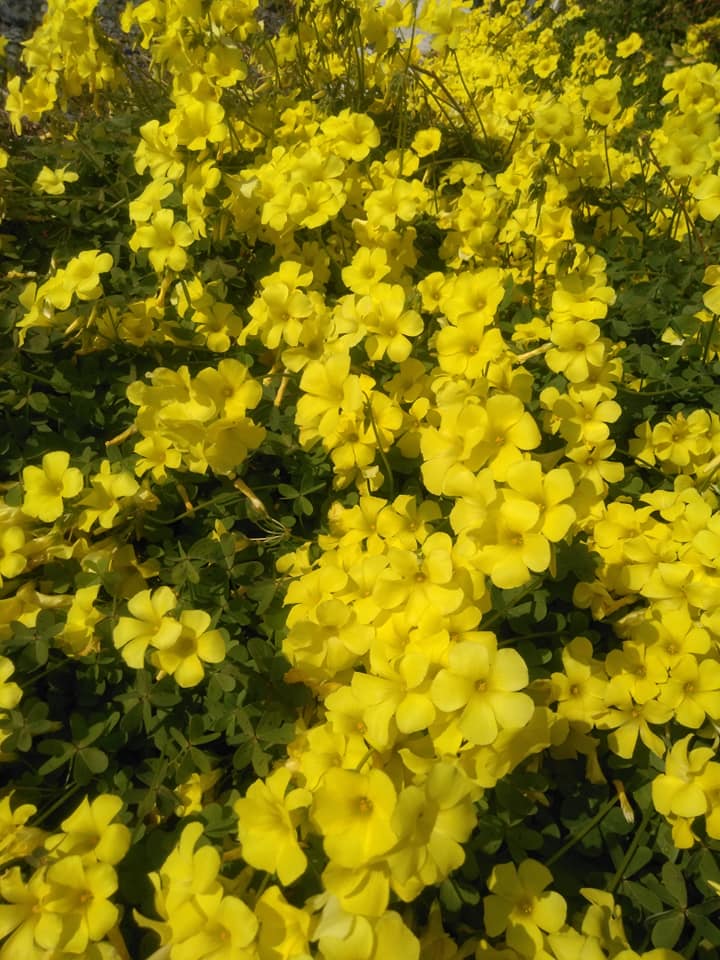 f:id:hihararara:20200301231733j:plain f:id:hihararara:20200301231733j:plain