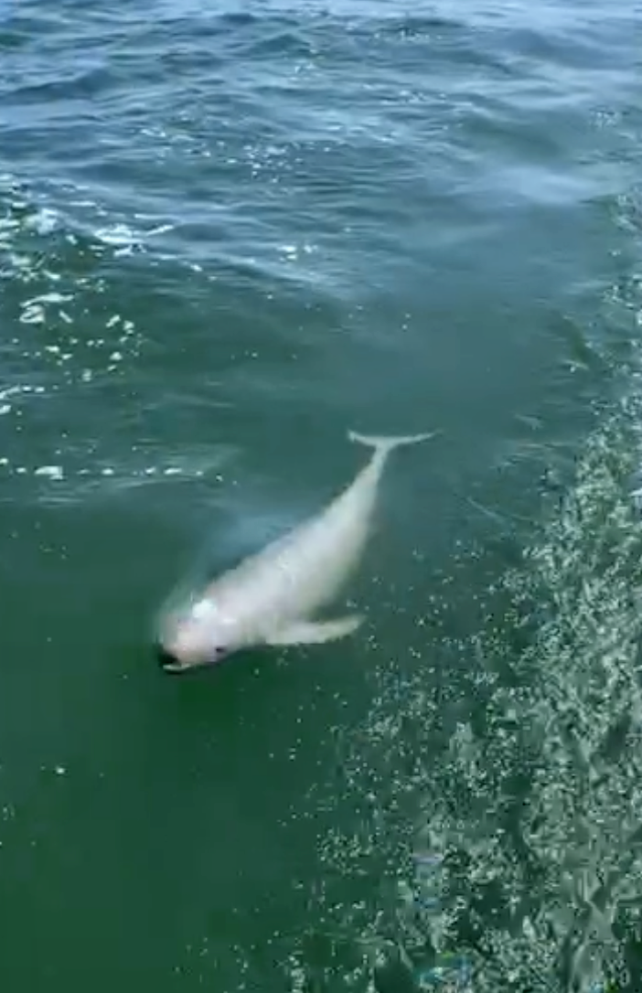 f:id:hihararara:20201006160207p:plain