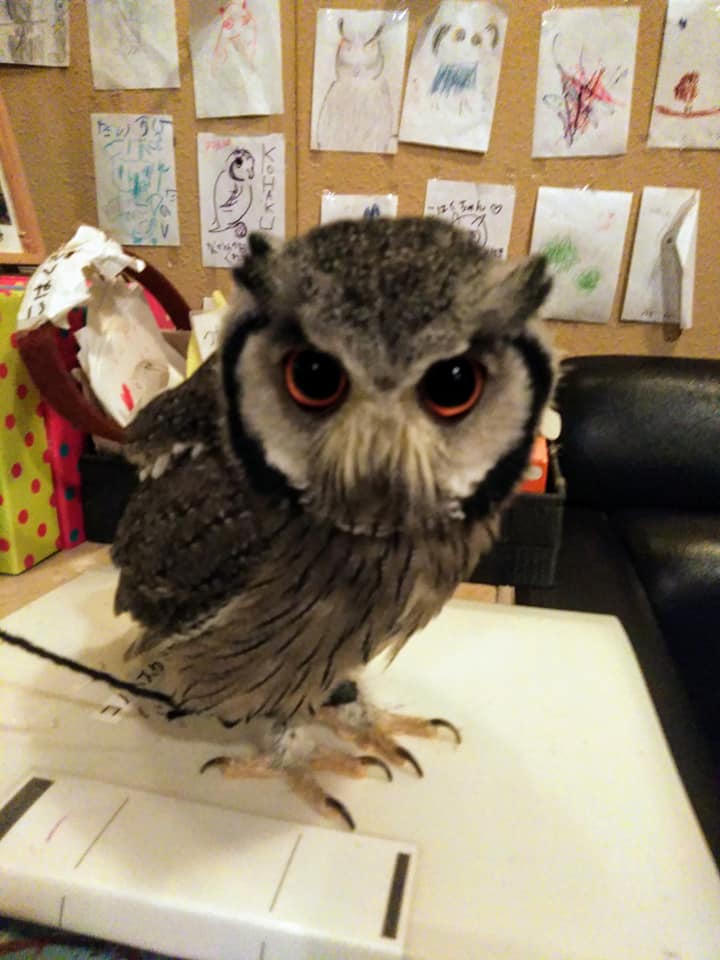 f:id:hihararara:20201222124152j:plain