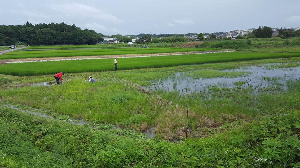 f:id:hihumiyoi:20200704202230j:plain