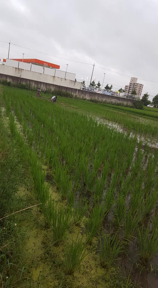 f:id:hihumiyoi:20200710224857j:plain