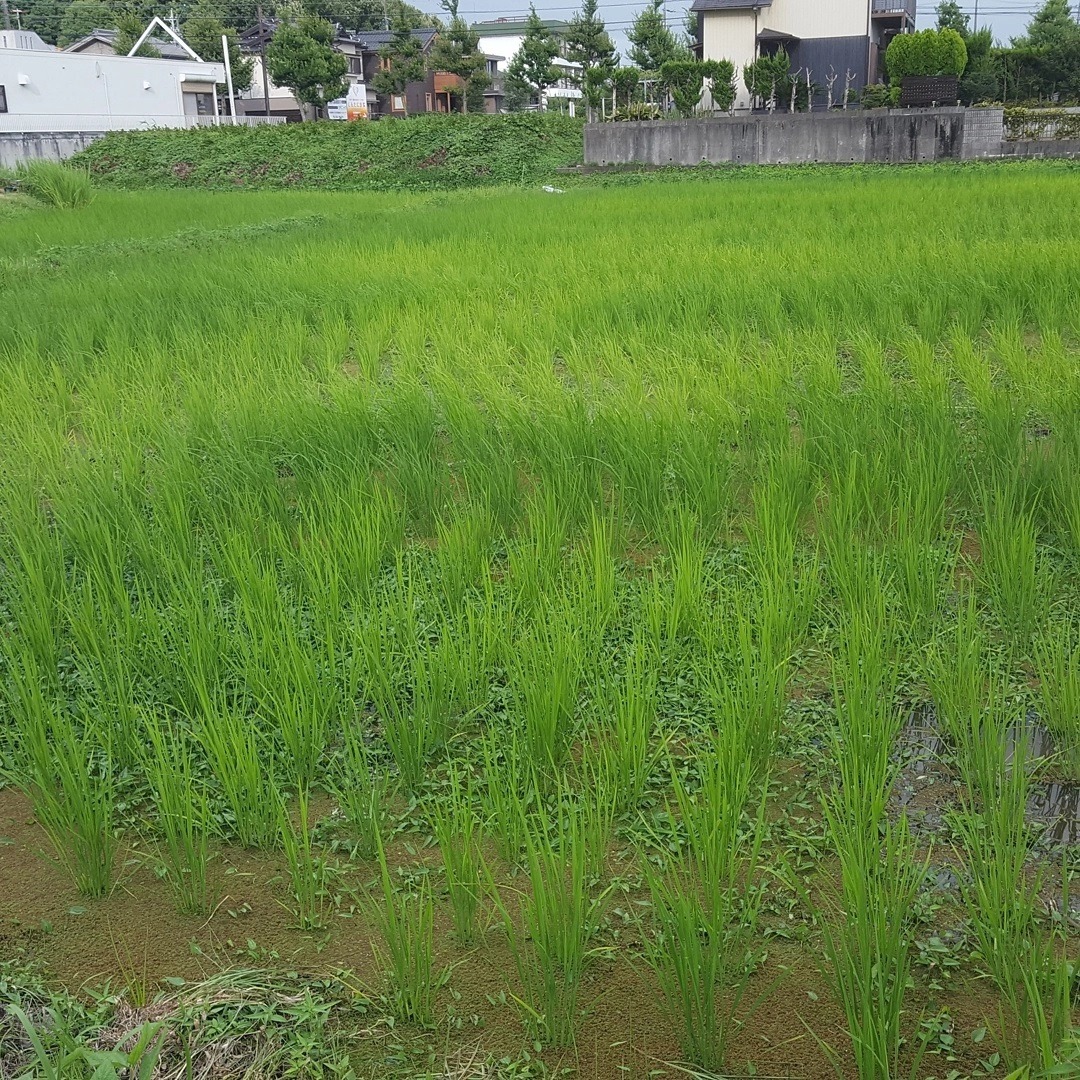 f:id:hihumiyoi:20210804110019j:plain
