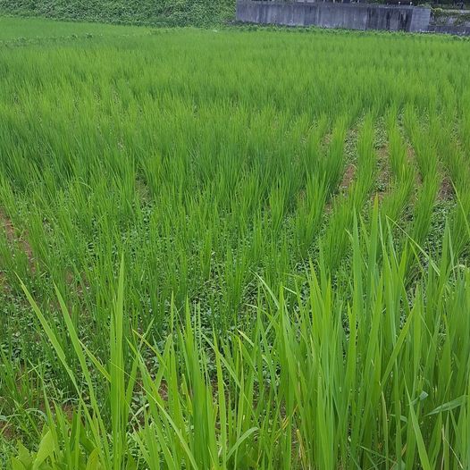 f:id:hihumiyoi:20210811133733j:plain