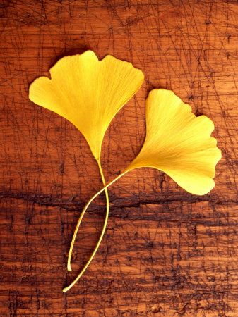 f:id:hiiragi1111:20161121141746j:plain
