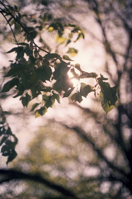 f:id:hiiragi1111:20161209143247j:plain f:id:hiiragi1111:20161209143247j:plain