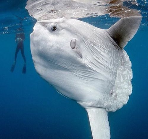 お魚界のゆるキャラ、マンボウの魅力を覗き見してみませんか？ - 幸せ 